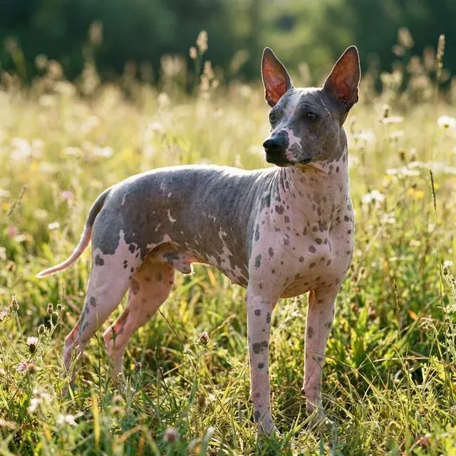American Hairless Terrier
